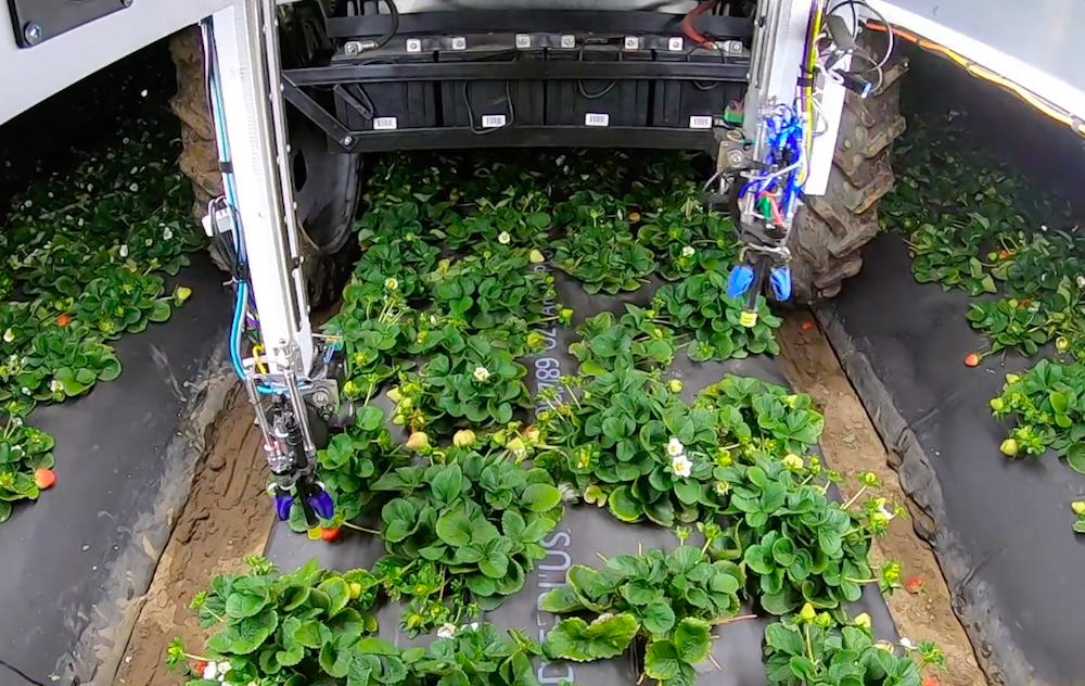 strawberry picking robot