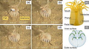 Sea anemone inspires robotic grippers in Chinese research