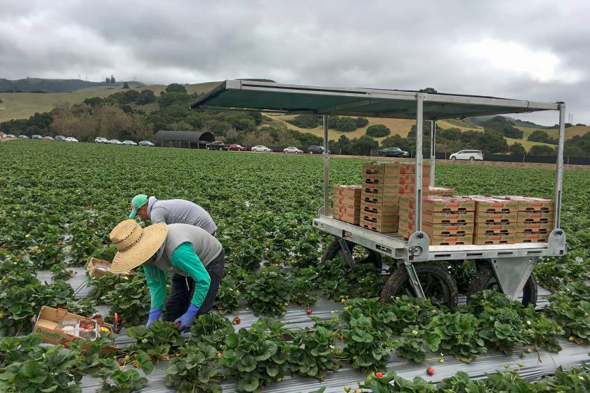 Human strawberry pickers work with Ag Pro Robotics StrawBot robot in a field PACE Engineering Recruiters