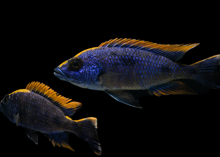 Dos peces cíclidos africanos de llamas amarillas, peces azules con aletas amarillas brillantes, contra un fondo negro. 