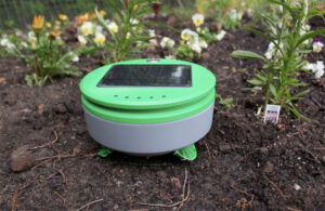 tertill weeding robot in a garden.