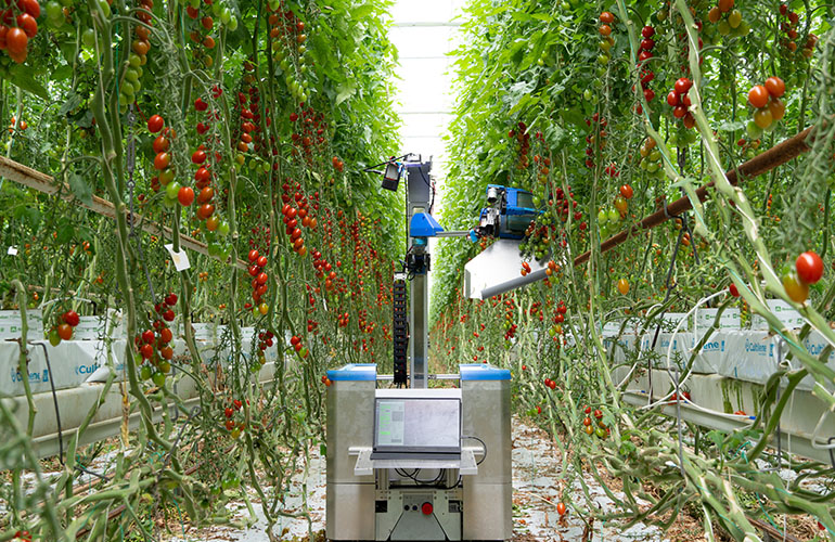 Inaho pomidorų derliaus nuėmimo robotas eina tarp vyšninių pomidorų augalų eilių.