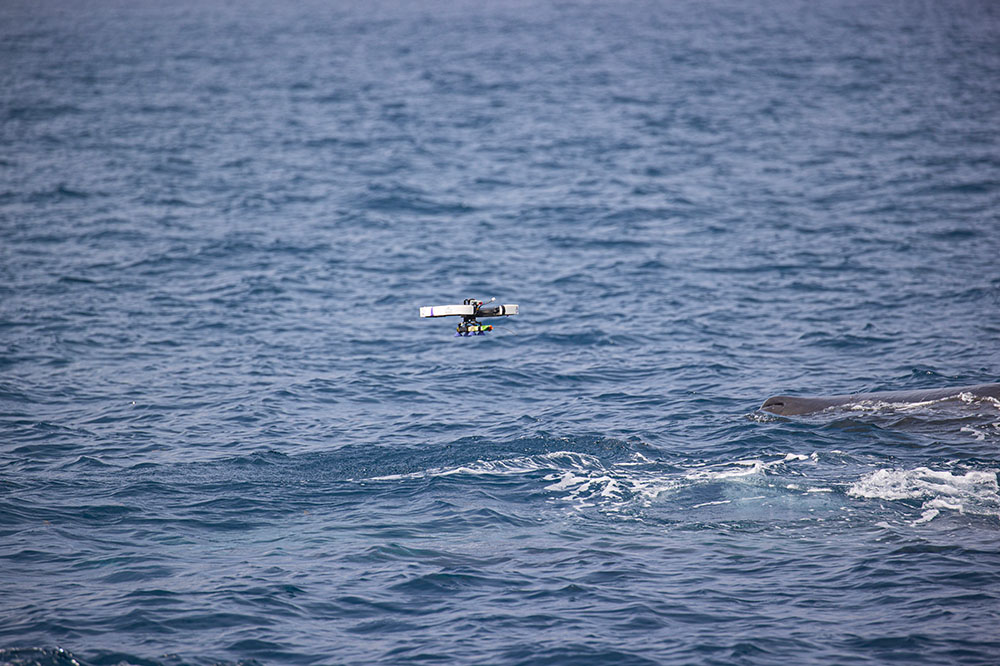An image of a small white drone flying over the ocean. The top of a whale can be seen poking out of the water.