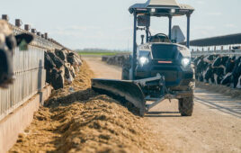 a driverless monarch tractor pushes feed to dairy cattle.