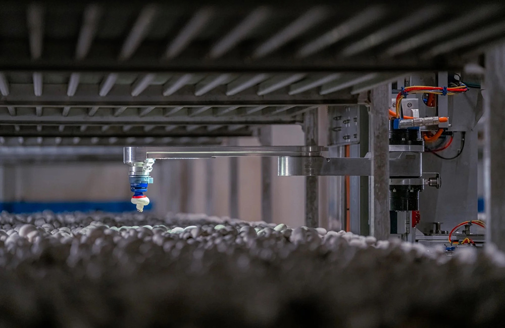 4AG Robotics' system picking a mushroom.
