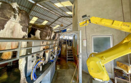 a fanuc robot lines up to deliver shot to cows in milking parlor.