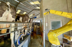a fanuc robot lines up to deliver shot to cows in milking parlor.