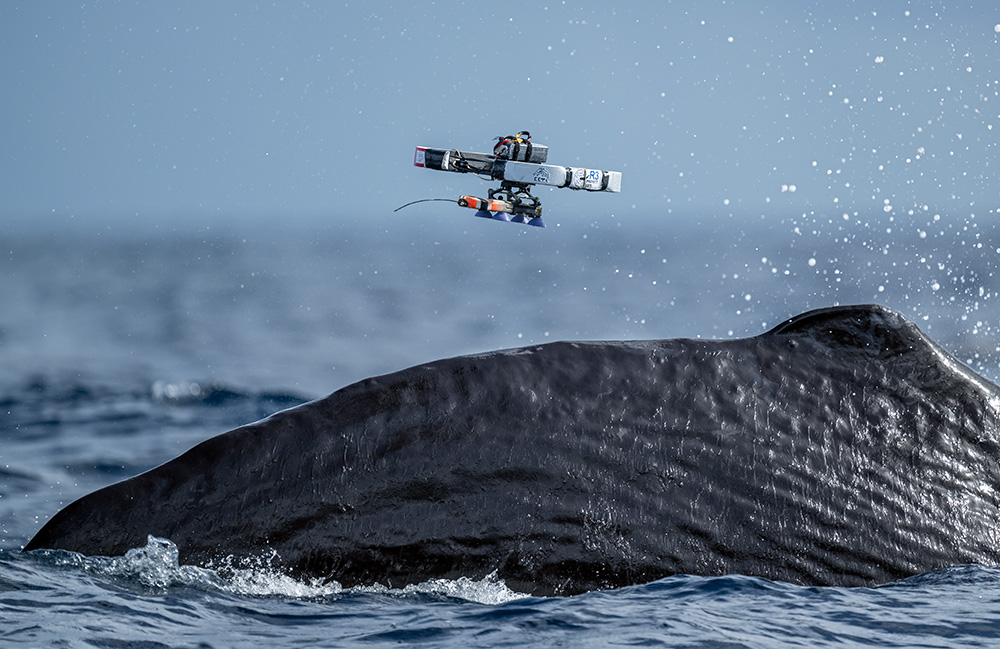 How Project CETI uses drones to humanely tag sperm whales - The Robot Report