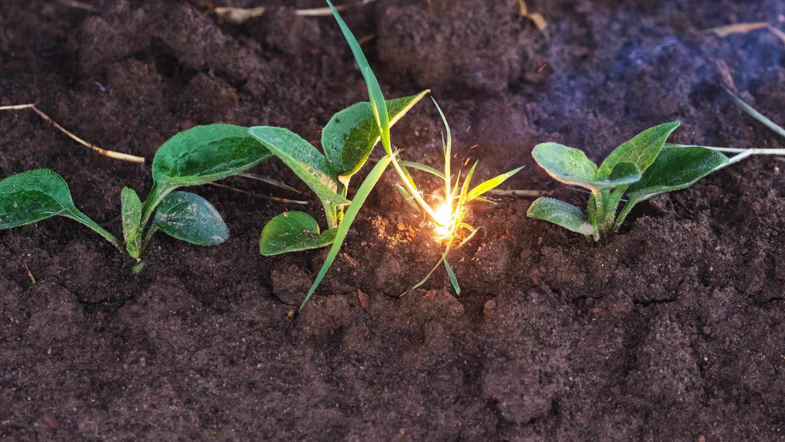 Um close do arrancador de ervas daninhas a laser matando uma erva daninha. 