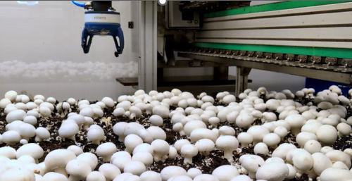 Festo says its new soft gripper can be used to pick mushrooms.