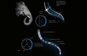 A visual diagram of the Festo E-Trunk model and its inner workings for fluid robot motion.