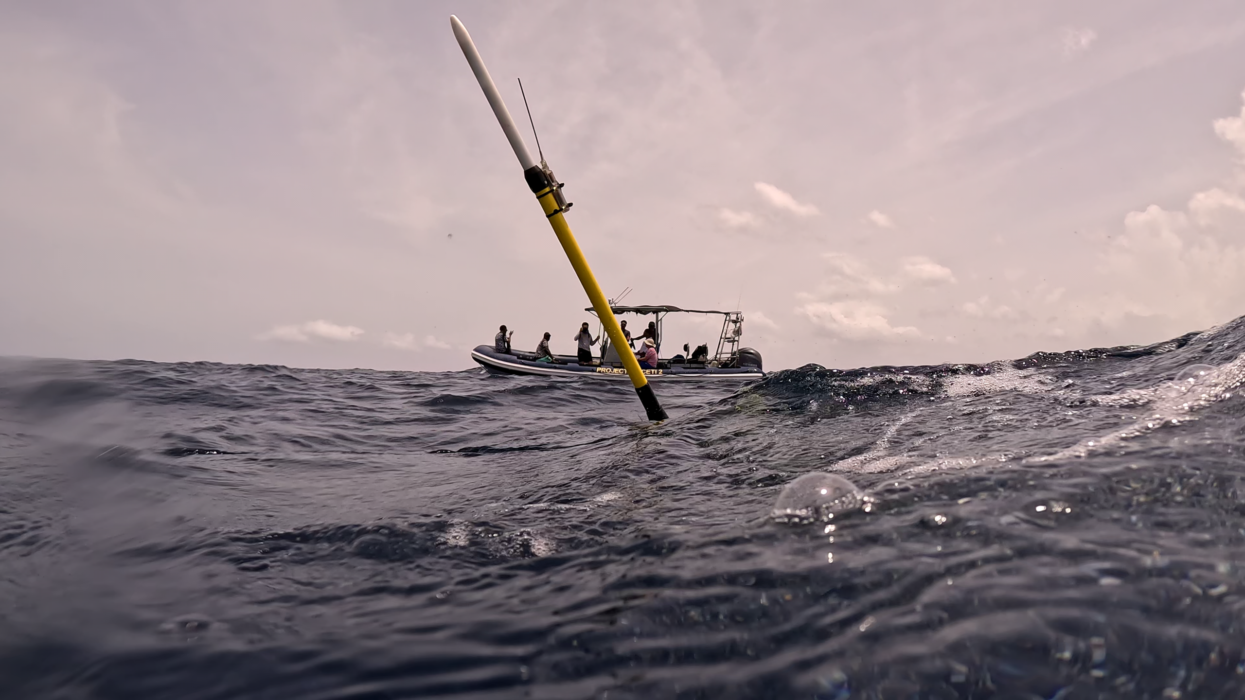 The Project CETI Glider reemerges from the ocean in Dominica after a mission.
