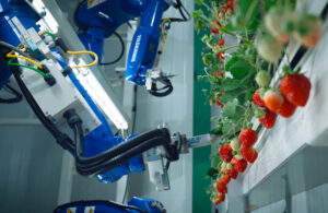 Oishii uses robotics to grow premium strawberries indoors in vertical farms.
